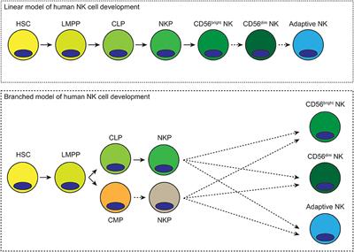 Human NK Cell Development: One Road or Many?